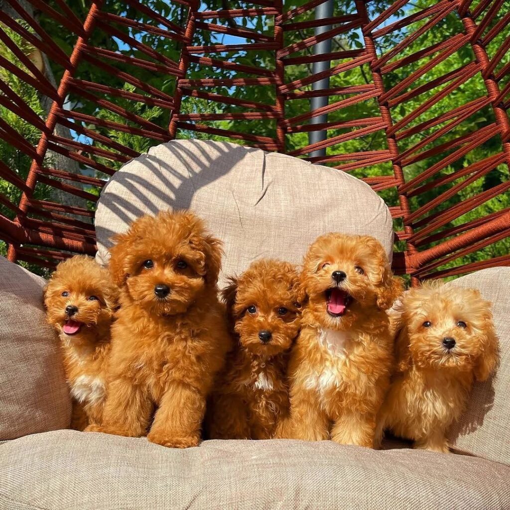 maltipoo puppies for adoption